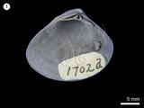 中文名:光殼蛤(NMNS000456-F001702)學名:Lioconcha tainanica Hu, 1992(NMNS000456-F001702)