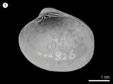 中文名:卵蛤(NMNS000334-F000826)學名:Pitar pellucidum (Lamarck, 1818)(NMNS000334-F000826)