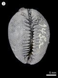 中文名:寶螺(NMNS000334-F000748)學名:Cypraea caputserpentis(NMNS000334-F000748)