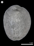 中文名:寶螺(NMNS000334-F000748)學名:Cypraea caputserpentis(NMNS000334-F000748)