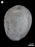 中文名:寶螺(NMNS000334-F000748)學名:Cypraea caputserpentis(NMNS000334-F000748)