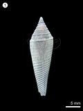 中文名:芋螺(NMNS000334-F000414)學名:Conus aculeiformis(NMNS000334-F000414)