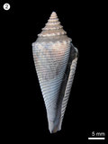 中文名:芋螺(NMNS000334-F000573)學名:Conus (Asprella) orbignyi(NMNS000334-F000573)