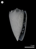 中文名:芋螺(NMNS000456-F001376)學名:Conus pulicarius(NMNS000456-F001376)