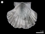 中文名:扇貝(NMNS000334-F000632)學名:Pecten naganumanus Yokoyama (NMNS000334-F000632)