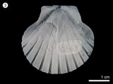 中文名:扇貝(NMNS000456-F001850)學名:Pecten naganumanus Yokoyama (NMNS000456-F001850)