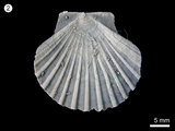 中文名:扇貝(NMNS000456-F001850)學名:Pecten naganumanus Yokoyama (NMNS000456-F001850)