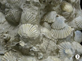 中文名:扇貝(NMNS000932-F034345)學名:Pecten naganumanus Yokoyama (NMNS000932-F034345)