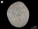 中文名:白沙屯楯形海膽(NMNS001960-F027207)學名:Clypeaster paishatunensis Wang(NMNS001960-F027207)