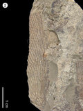 中文名:網格筆石(NMNS001067-F025206)學名:Dictyonema ex gr. flabelliforme (Eichwald, 1840)(NMNS001067-F025206)