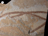 中文名:單筆石(NMNS001067-F025216)學名:Monograptus lobiferus (M’Coy)(NMNS001067-F025216)