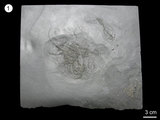 中文名:古生分叉陽燧足(NMNS002811-F029971)學名:Furcaster palaeozoicus(NMNS002811-F029971)