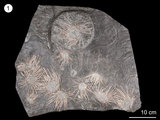 中文名:古頭帕海膽(NMNS002811-F029980)學名:Archaeocidaris sp.(NMNS002811-F029980)