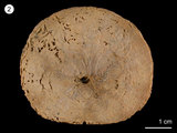 中文名:吉布衍骨星海膽(NMNS002306-F029311)學名:Dendraster cf. gibbsii(NMNS002306-F029311)