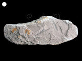 中文名:雕筆石(NMNS001067-F025225)學名:Glyptograptus euglyphus (Ruedemann)(NMNS001067-F025225)