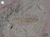 中文名:舌筆石(NMNS001067-F025227)學名:Glossograptus acanthus Elles & Wood(NMNS001067-F025227)