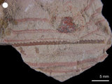 中文名:舌筆石(NMNS001067-F025227)學名:Glossograptus acanthus Elles & Wood(NMNS001067-F025227)