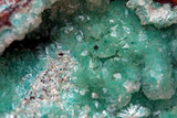中文名:綠銅鋅礦(NMNS002917-P005732)