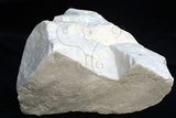 中文名:白雲石(NMNS000719-P002815)英文名:Dolomite(NMNS000719-P002815)