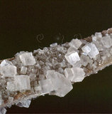 中文名:石鹽(NMNS003553-P007063)英文名:Halite(NMNS003553-P007063)