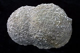 中文名:白鐵礦(NMNS000393-P002029)英文名:Marcasite(NMNS000393-P002029)