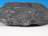 中文名:硬頁岩(NMNS005034-P012266)英文名:Argillite(NMNS005034-P012266)