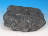 中文名:硬頁岩(NMNS005034-P012266)英文名:Argillite(NMNS005034-P012266)