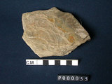 中文名:千枚岩(NMNS000005-P000055)英文名:Phyllite(NMNS000005-P000055)