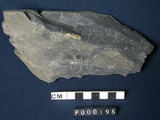 中文名:千枚岩(NMNS000049-P000198)英文名:Phyllite(NMNS000049-P000198)