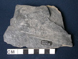 中文名:千枚岩(NMNS000098-P000418)英文名:Phyllite(NMNS000098-P000418)
