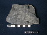中文名:千枚岩(NMNS000098-P000418)英文名:Phyllite(NMNS000098-P000418)