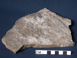 中文名:千枚岩(NMNS000324-P001865)英文名:Phyllite(NMNS000324-P001865)