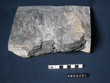 中文名:千枚岩(NMNS003214-P006501)英文名:Phyllite(NMNS003214-P006501)