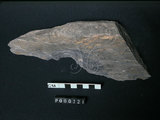 中文名:片岩(NMNS000049-P000221)英文名:Schist(NMNS000049-P000221)