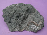 中文名:片岩(NMNS000952-P003387)英文名:Schist(NMNS000952-P003387)