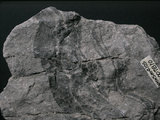 中文名:片岩(NMNS004105-P007810)英文名:Schist(NMNS004105-P007810)