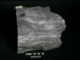中文名:石英雲母片岩(NMNS000136-P000731)英文名:Quartz-mica schist(NMNS000136-P000731)
