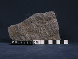 中文名:黑雲母片岩(NMNS004661-P011111)英文名:Biotite schist(NMNS004661-P011111)