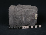 中文名:石英片岩(NMNS004273-P009934)英文名:Quartz schist(NMNS004273-P009934)