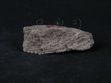 中文名:石榴子石-白雲母-石英片岩(NMNS004176-P009126)