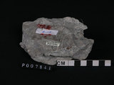 中文名:矽質片岩(NMNS004105-P007841)英文名:Siliceous schist(NMNS004105-P007841)