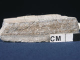 中文名:矽質片岩(NMNS004105-P007855)英文名:Siliceous schist(NMNS004105-P007855)