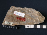 中文名:矽質片岩(NMNS004105-P007884)英文名:Siliceous schist(NMNS004105-P007884)