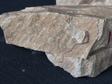 中文名:矽質片岩(NMNS004105-P007907)英文名:Siliceous schist(NMNS004105-P007907)