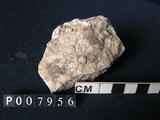 中文名:矽質片岩(NMNS004105-P007956)英文名:Siliceous schist(NMNS004105-P007956)