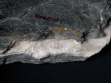 中文名:黑色片岩/大理岩(NMNS000005-P000061)英文名:Black schist/marble(NMNS000005-P000061)
