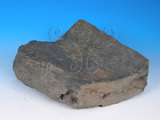 中文名:黑色片岩(NMNS005036-P012301)英文名:Black schist(NMNS005036-P012301)