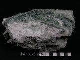 中文名:透閃石片岩(NMNS002344-P005561)英文名:Tremolite schist(NMNS002344-P005561)