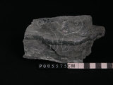 中文名:透閃石片岩(NMNS002344-P005575)英文名:Tremolite schist(NMNS002344-P005575)