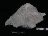 中文名:透閃石片岩(NMNS002344-P005595)英文名:Tremolite schist(NMNS002344-P005595)